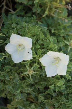 Campanula carpatica 'Clips White' Carpathian Bellflower from Moose Crossing Garden Center