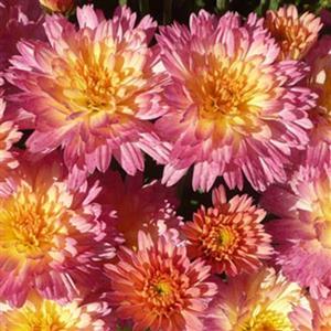 Garden Mum
