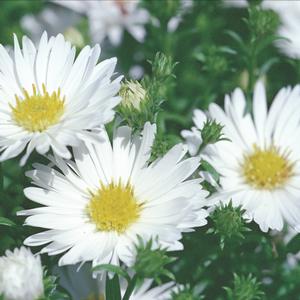 Fall Aster