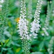 Veronica spicata 'Icicle'
