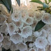 Kalmia latifolia 'Elf'