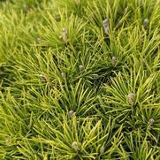 Pinus mugo 'Mughus Enci'