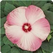 Hibiscus mosheutos 'Luna Pink Swirl'