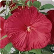 Hibiscus mosheutos 'Luna Red'