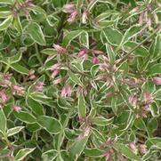 Polemonium reptans 'Touch of Class'