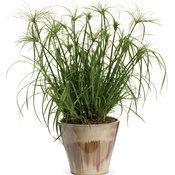 Cyperus papyrus 'King Tut'