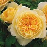 Rosa 'Teasing Georgia'