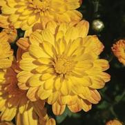 Chrysanthemum 'Jacqueline Yellow'
