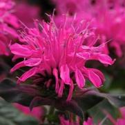 Monarda didyma 'Balmy Rose'