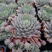 Sempervivum 'Pacific Blue Ice'