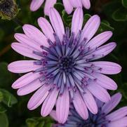 Osteospermum '4D Pink'