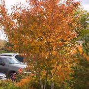 Amelanchier 'Autumn Brilliance'