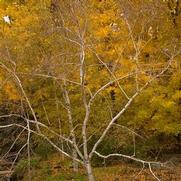 Betula papyrifera