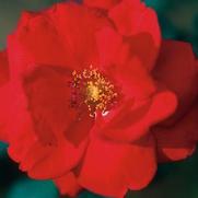 Rosa 'Rambling Red'