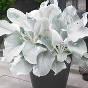 Senecio candicans 'Angel Wings'