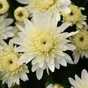 Chrysanthemum 'Alpine White'