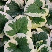 Brunnera macrophylla 'Variegata'