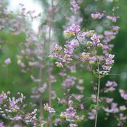 Thalictrum rochebrunianum