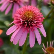 Echinacea purpurea 'Double Scoop Bubble Gum'