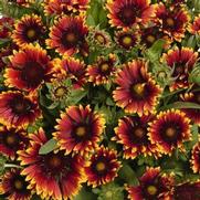 Gaillardia aristata 'SpinTop Orange Halo'