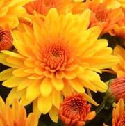 Chrysanthemum 'Fireglow Bronze'