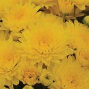 Chrysanthemum 'Gold Cup'
