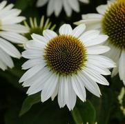 Echinacea purpurea 'Sombrero Blanco'