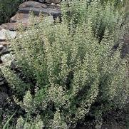 Calamintha nepeta