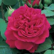 Rosa 'Tess of the d'Urbervilles'
