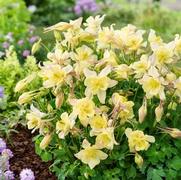 Aquilegia hybrid 'Earlybird Yellow'