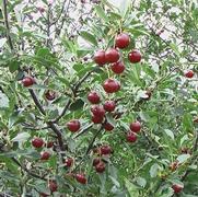 Prunus x 'Romance Juliet'