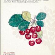 Prunus x 'Romance Romeo'