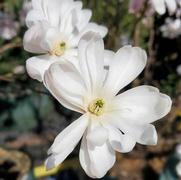 Magnolia stellata 'Royal Star'