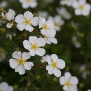 Potentilla fruticosa 'Happy Face White'