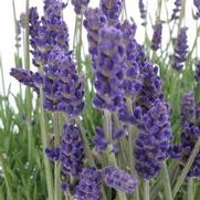 Lavandula angustifolia 'Annet'