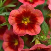 Calibrachoa MiniFamous Neo 'Coral Flash'