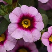 Calibrachoa MiniFamous Neo 'Light Pink Eye'