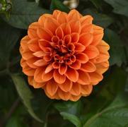 Dahlia 'City Lights Apricot Glow'
