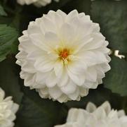 Dahlia hybrid 'Dalaya White 26'