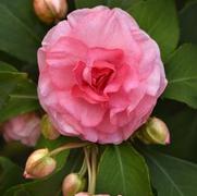 Impatiens walleriana 'Glimmer Pink'