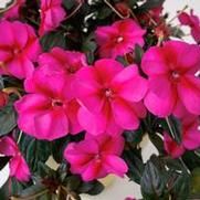 Impatiens hybrid 'Compact Purple Candy'