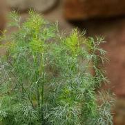 Anethum graveolens 'Dukat'