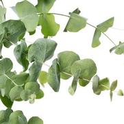 Eucalyptus Cinerea 'Silver Dollar'