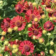 Helenium autumnale 'Mariachi Siesta'