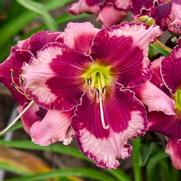 Hemerocallis hybrid 'Don't Lose Heart'