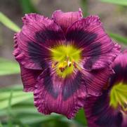 Hemerocallis hybrid 'Kansas Kitten'