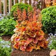 Heuchera hybrid 'Eternal Flame'