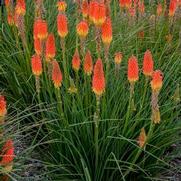 Kniphofia hybrid 'Jackpot'