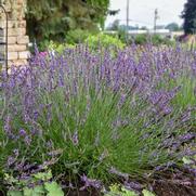 Lavandula x intermedia 'Phenomenal&reg;'