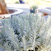 Lavandula x intermedia 'Sensational!&reg;'